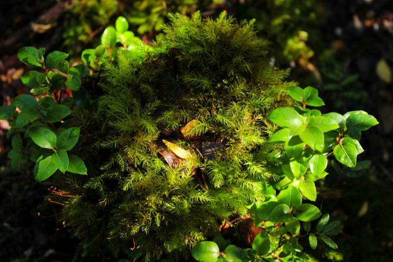 Cabanas Bosque Milenario Coñaripe 외부 사진