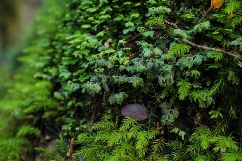 Cabanas Bosque Milenario Coñaripe 외부 사진