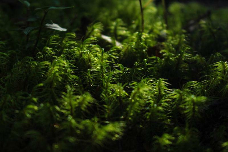 Cabanas Bosque Milenario Coñaripe 외부 사진